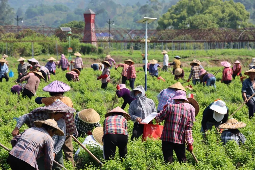  花田總動(dòng)員！永泰數(shù)百名花農(nóng)共忙一件事